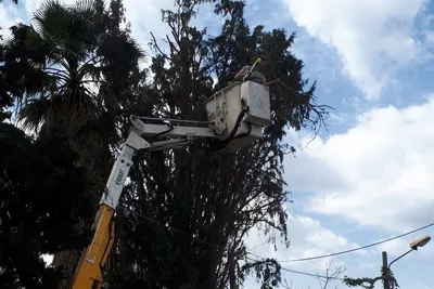 עובד בסל של במת הרמה בצמרת של עץ מחט גבוה, לצד דקל, על רקע שמיים מעוננים