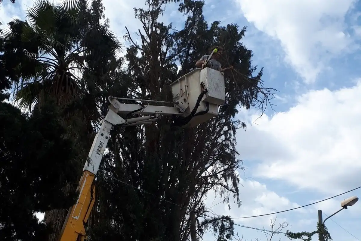עובד בסל של במת הרמה בצמרת של עץ מחט גבוה, לצד דקל, על רקע שמיים מעוננים
