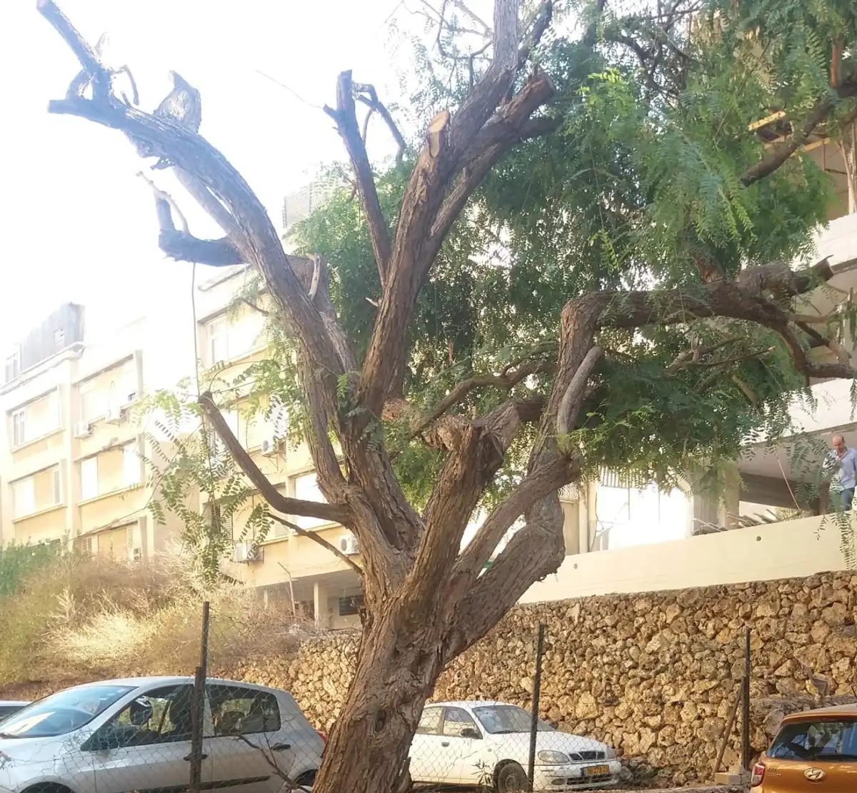 עץ בוגר רחב שחלק מענפיו חשופים מעלים, נוטה מעל חניה ליד בנייני מגורים