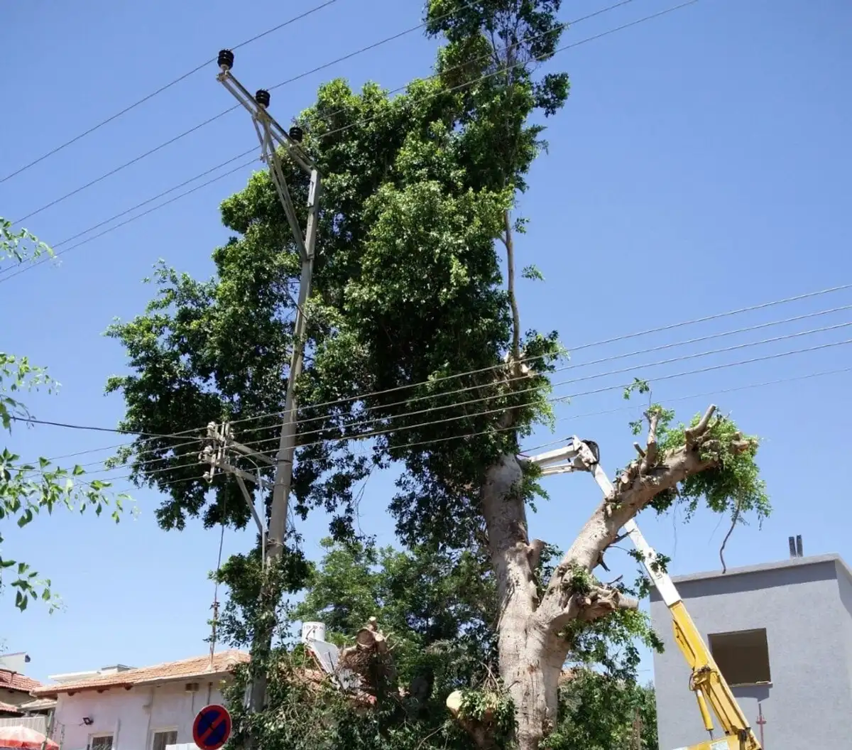 עץ בוגר גדול ברחוב מגורים שחלק מענפיו נכרתו, לצדו זרוע של במת הרמה צהובה וקווי חשמל