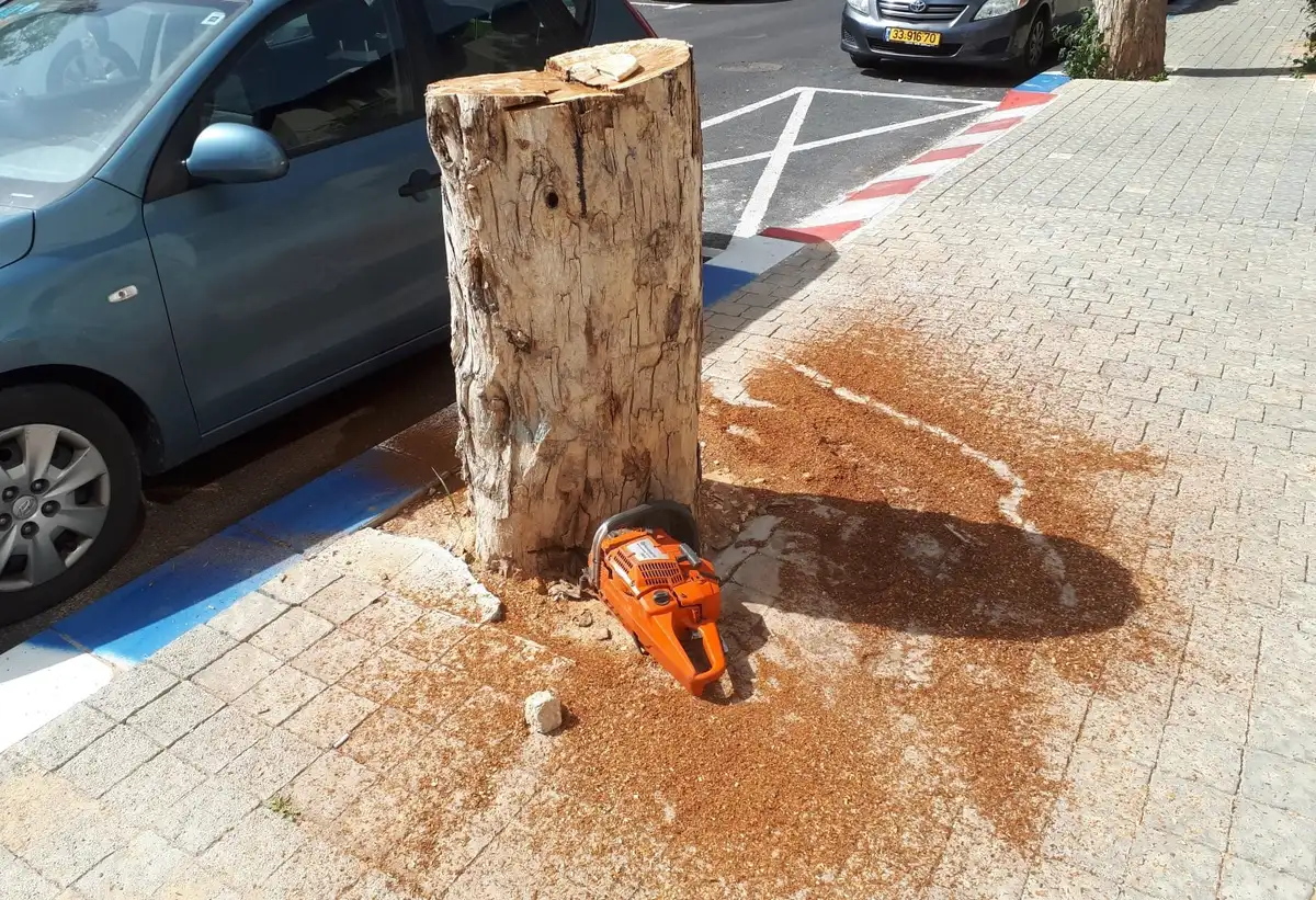 גזע עץ שנכרת עומד על מדרכה מרוצפת ליד חניה, לצדו מסור מנועי כתום ונסורת פזורה