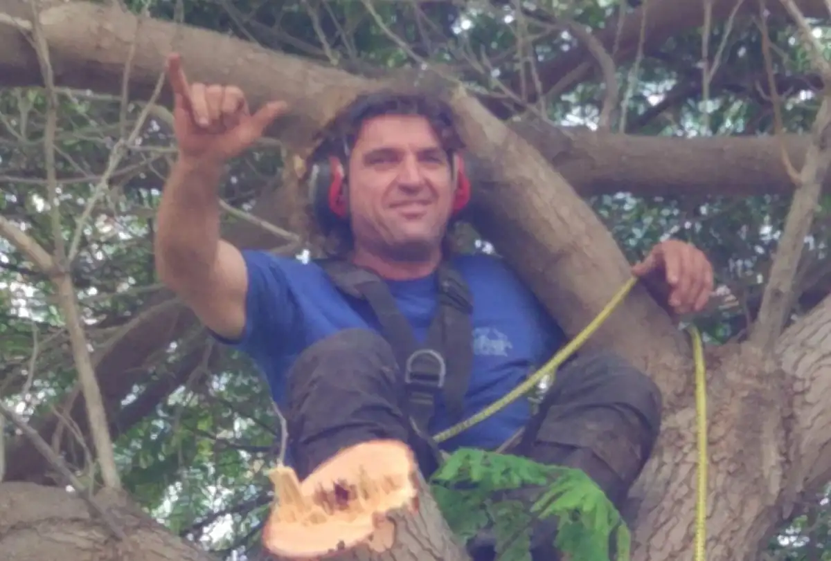 עובד רתום ברתמת טיפוס ועם אוזניות מגן יושב בין ענפי עץ גדול, לצד ענף עבה שנחתך זה עתה