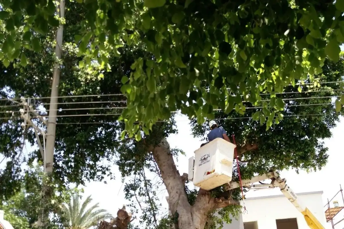 עובד בסל של במת הרמה בתוך צמרת של עץ רחב עלים, ליד קווי חשמל ובית מגורים