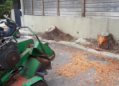 מכרסמת גדמים ירוקה מול שני גדמים על שפת מדרכה, ליד גדר עץ, ושבבי עץ פזורים על הכביש