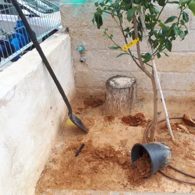 עץ צעיר שנשתל ליד גדם ישן בערוגה צמודה לקיר אבן, עם את חפירה ועציץ הפוך