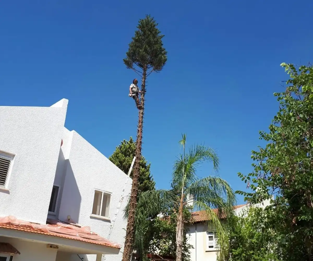 מטפס על גזע גבוה וחשוף של עץ מחט שנותרה לו צמרת קטנה, ליד בית לבן ודקלים, על רקע שמיים כחולים
