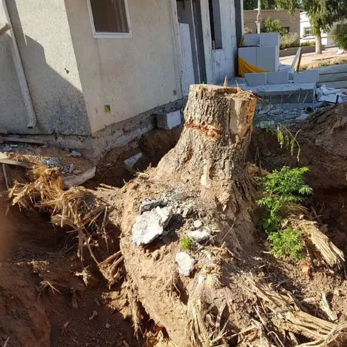 גוש שורשים של עץ בוגר לאחר הוצאה מהקרקע