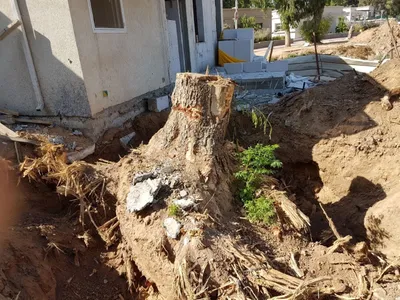 גדם עץ גדול ושורשיו חשופים בתוך חפירה, צמוד לבית בבנייה