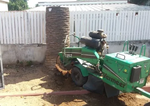 מכרסמת גדמים Vermeer SC252 עומדת צמוד לגדם דקל גבוה בחצר פרטית, לצד גדר עץ לבנה