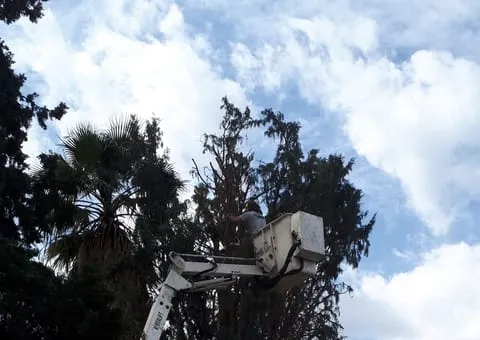 מכרסמת גדמים Vermeer SC252 פועלת על מדרכה באזור מגורים עירוני, מאחורי גדר בטיחות כתומה