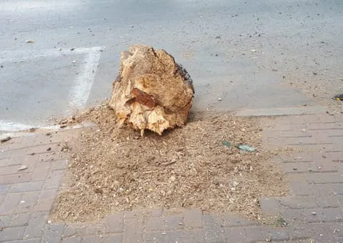 גדם עץ רחב על מדרכה משתלבת, מוקף בשכבת שבבי עץ שנוצרה בכרסום