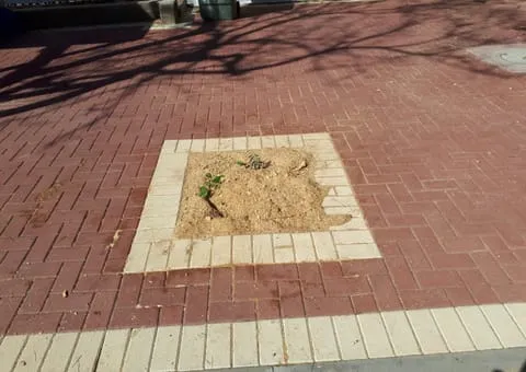 גדם עץ שנכרת זה עתה על דק עץ בחצר, צמוד לקיר לבנים, עם סימון תכלת על הריצוף שלידו
