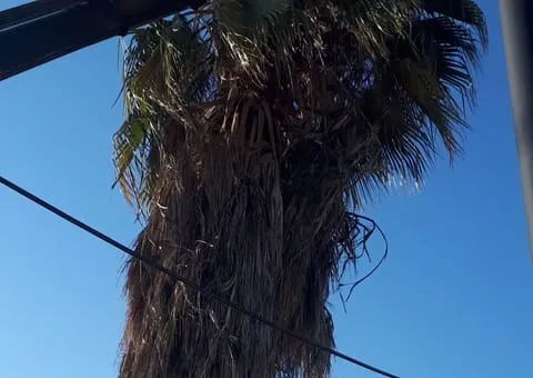 עובד מטפס בסולם לעבר צמרת עץ גבוה בחצר בית פרטי, כשהגזע שמתחתיו כבר נקי מענפים