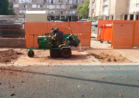 צמרת דקל וושינגטוניה עם חצאית כפות יבשות, כבל מתוח חוצה את התמונה וזרוע מנוף בפינה