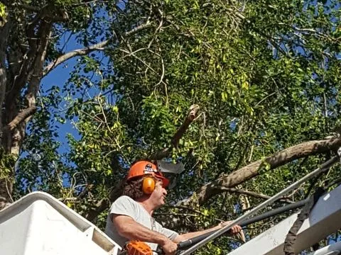 קובי בסל של במת הרמה מגזם צמרת עץ גבוה עם מסור מוט, מתחת לענפים ירוקים