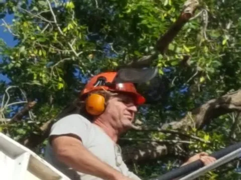 קובי עם קסדה כתומה ואוזניות מגן, מביט למעלה בזמן גיזום מסל במת הרמה